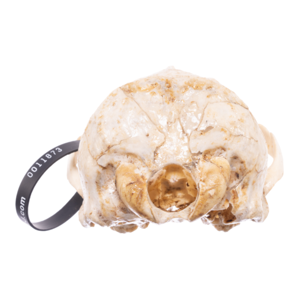 Real California Sea Lion Skull - Female

11873 - Image 4