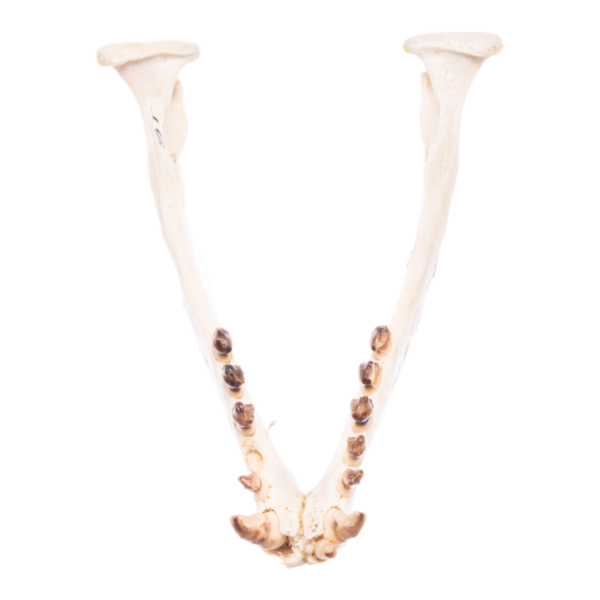 Real California Sea Lion Skull - Female

11873 - Image 3