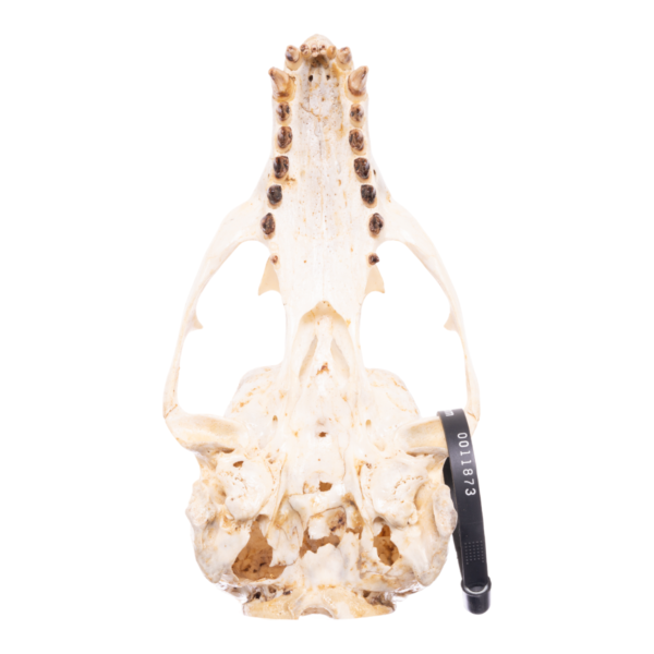 Real California Sea Lion Skull - Female

11873 - Image 2