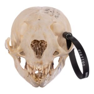 Real Sea Lion Skull - Female
11850