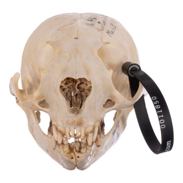 Real Sea Lion Skull - Female
11850