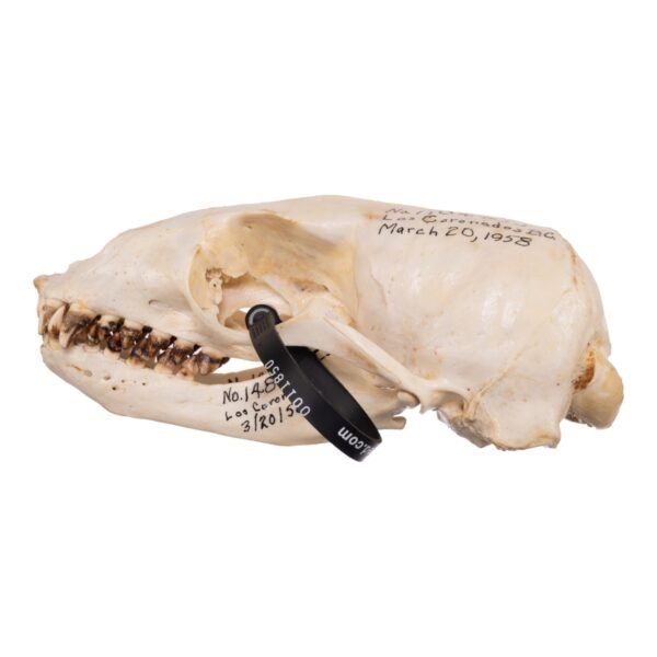 Real Sea Lion Skull - Female
11850 - Image 3