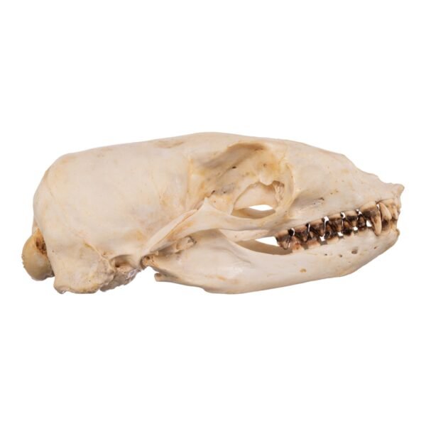 Real Sea Lion Skull - Female
11850 - Image 2