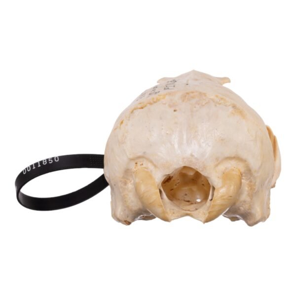 Real Sea Lion Skull - Female
11850 - Image 4