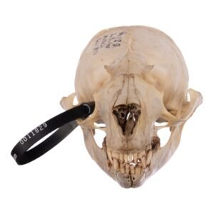 Real Sea Lion Skull - Female
-11829
