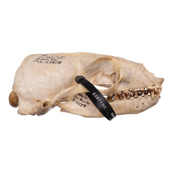 Real Sea Lion Skull - Female
-11829 - Image 3