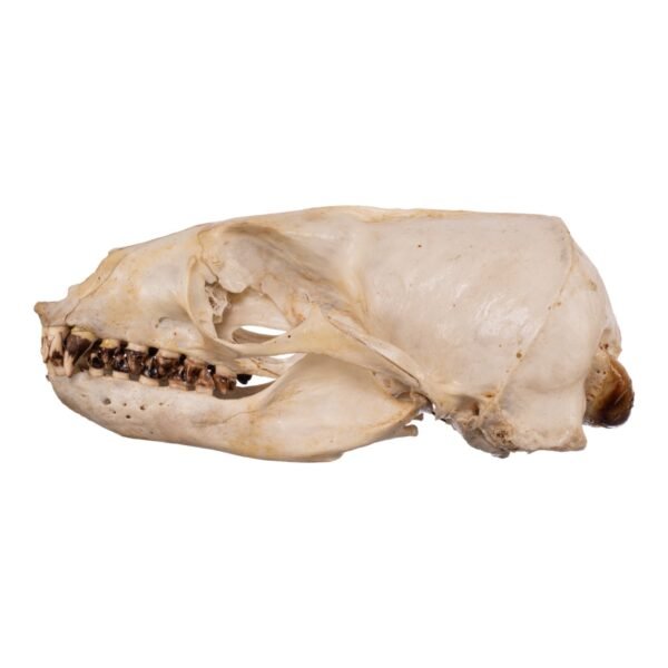 Real Sea Lion Skull - Female
-11829 - Image 2