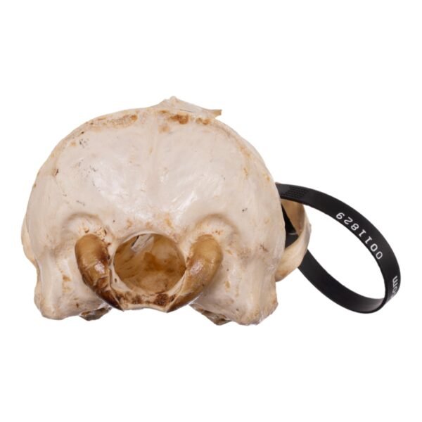 Real Sea Lion Skull - Female
-11829 - Image 4
