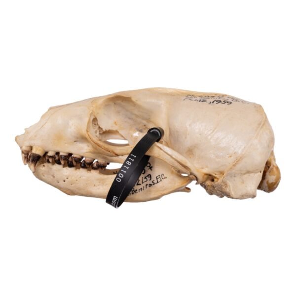 Real Sea Lion Skull - Female
11811 - Image 4