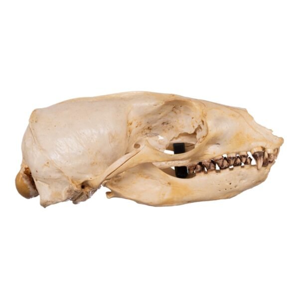 Real Sea Lion Skull - Female
11811 - Image 2