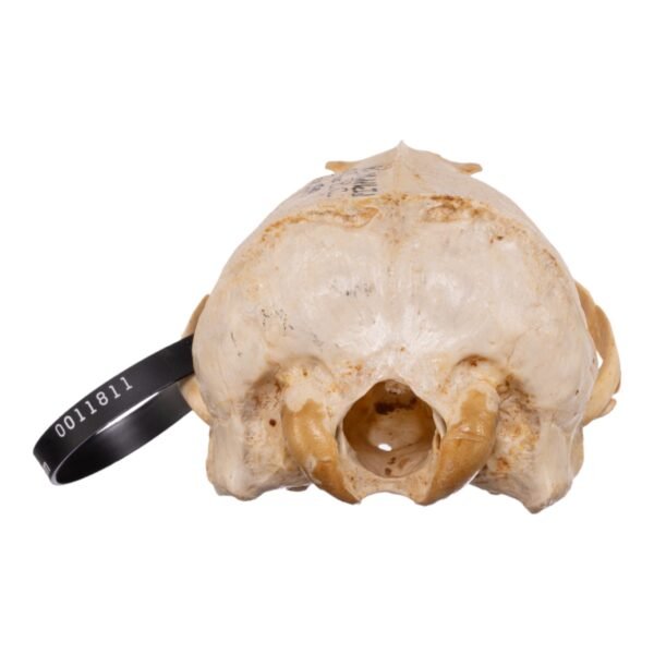 Real Sea Lion Skull - Female
11811 - Image 3