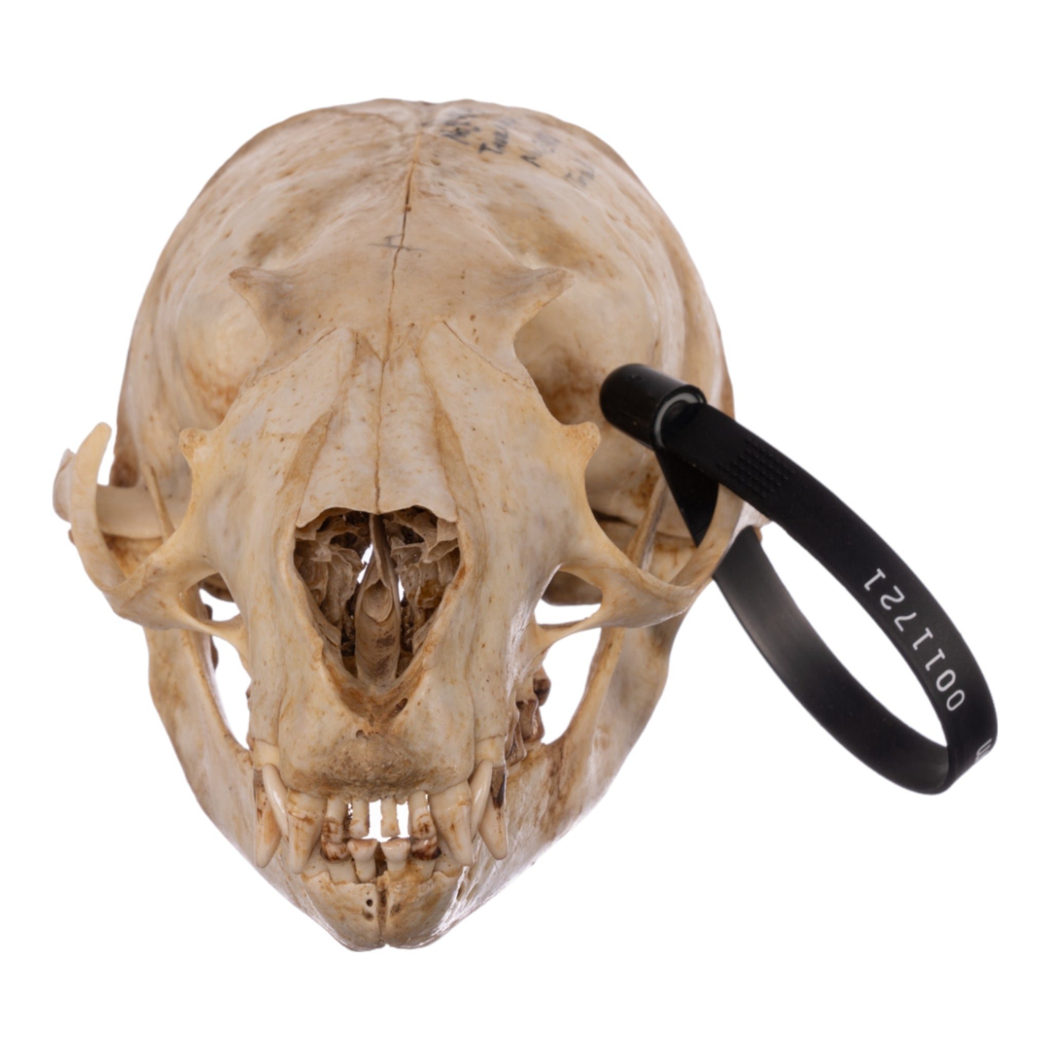 Real California Sea Lion Skull - Female
11721