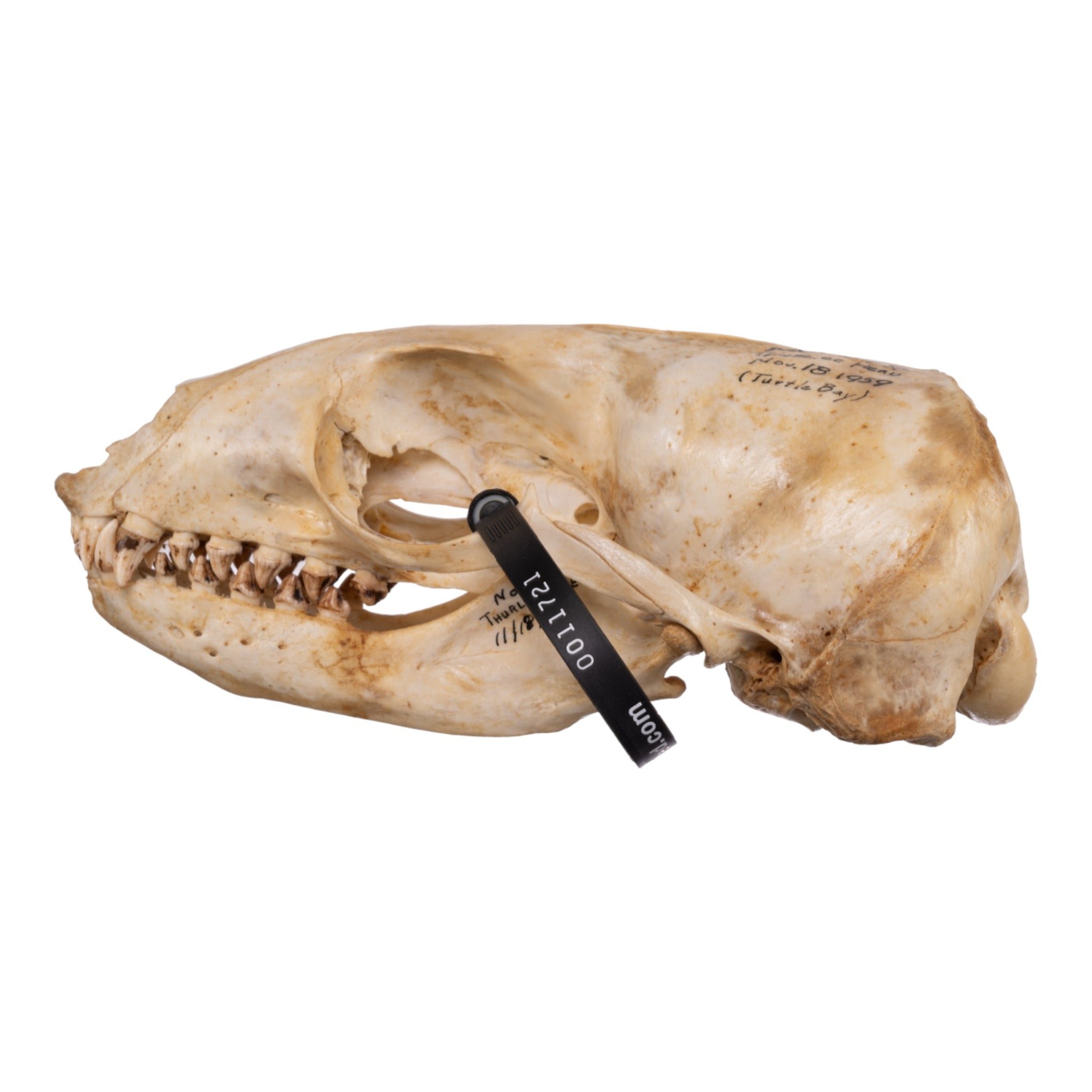 Real California Sea Lion Skull - Female
11721 - Image 3