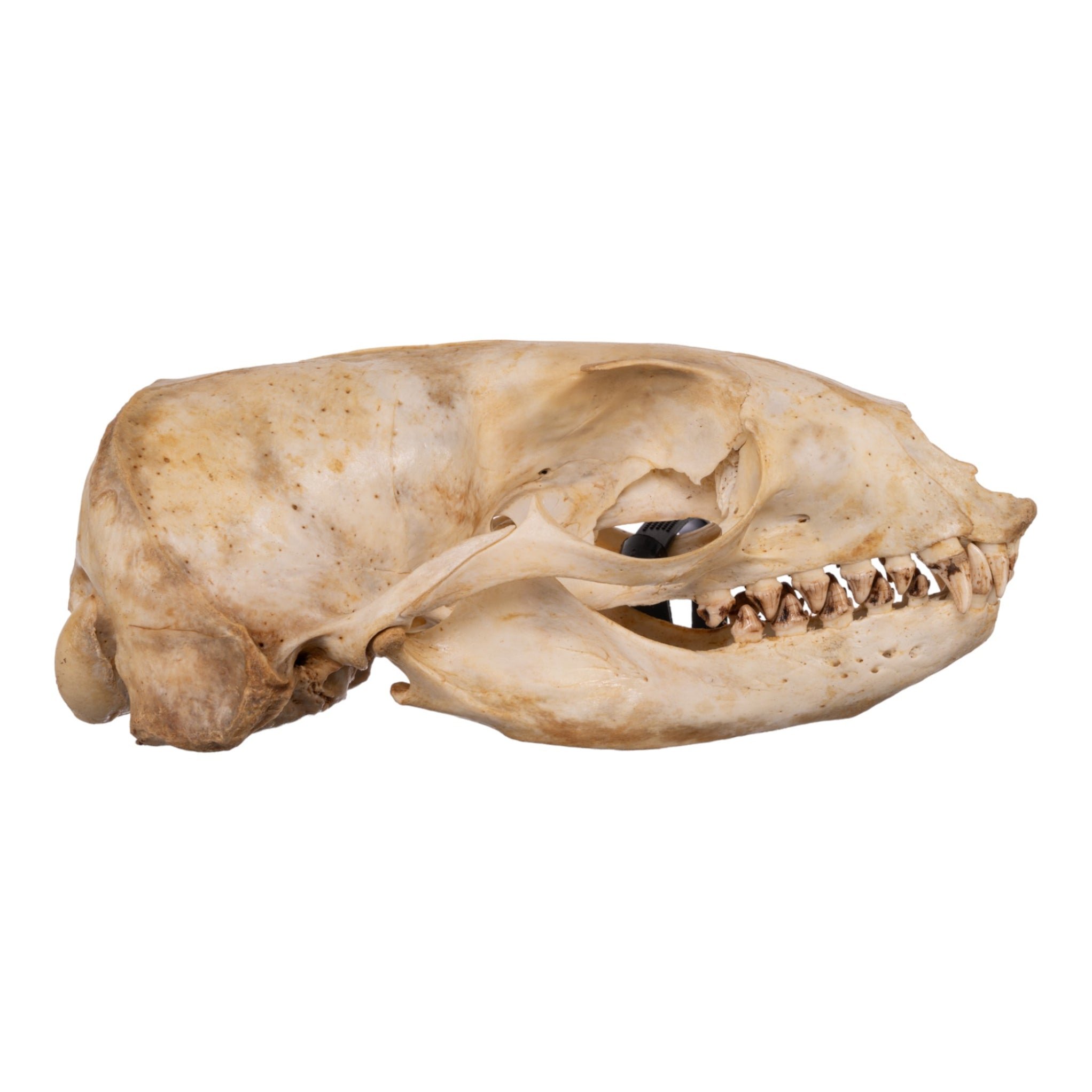 Real California Sea Lion Skull - Female
11721 - Image 2