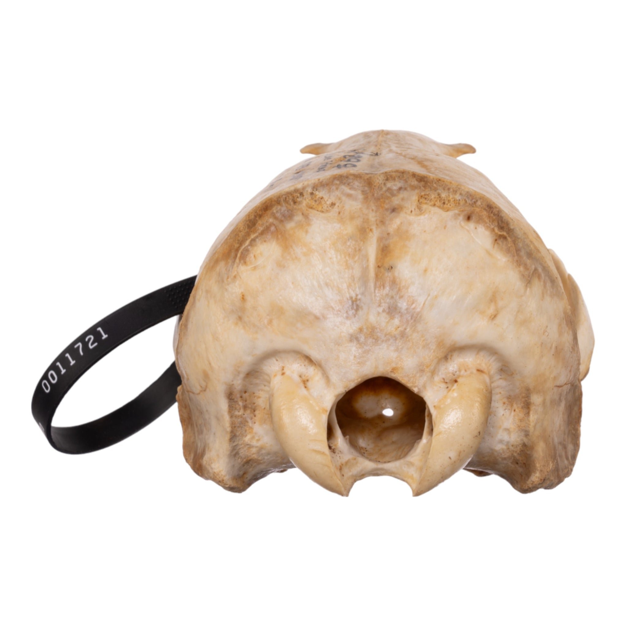 Real California Sea Lion Skull - Female
11721 - Image 4