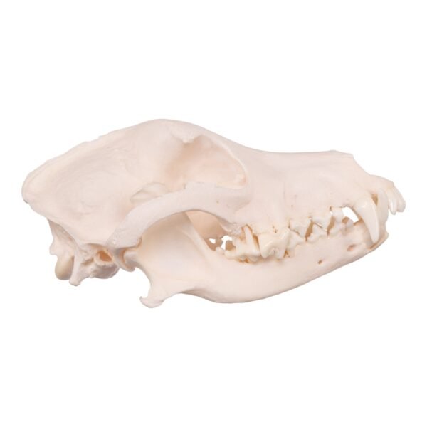 Real Domestic Dog Skull - Pathology
13951 - Image 3