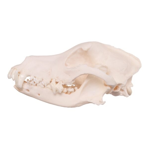 Real Domestic Dog Skull - Pathology
13951 - Image 2