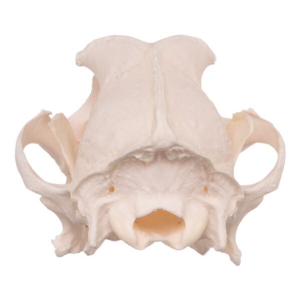 Real Domestic Dog Skull - Pathology
13951 - Image 4