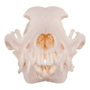Real Domestic Dog Skull - Pathology
13951