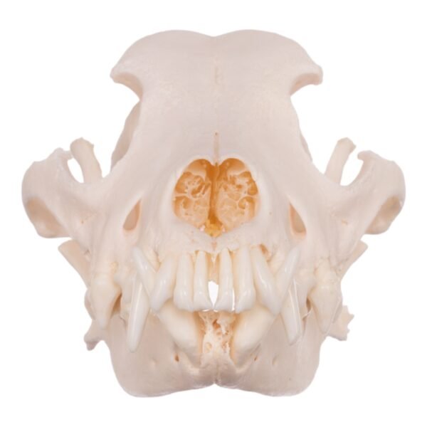 Real Domestic Dog Skull - Pathology
13951