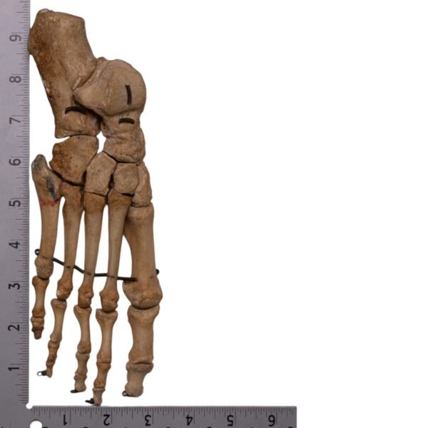 Articulated Right Foot - Antique - Image 3