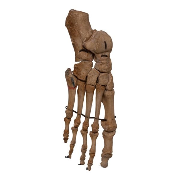 Articulated Right Foot - Antique