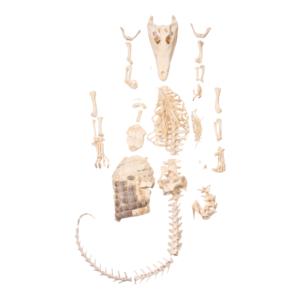 Real Nile Crocodile Skeleton

-26855