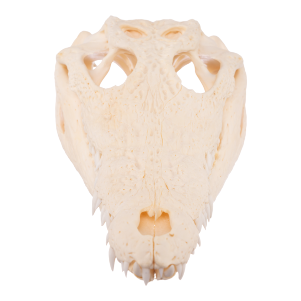 Real Nile Crocodile Skeleton

-26855 - Image 4