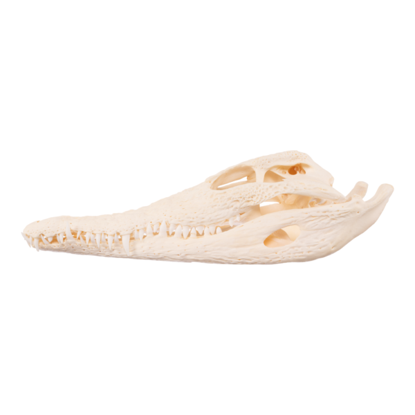 Real Nile Crocodile Skeleton

-26855 - Image 3