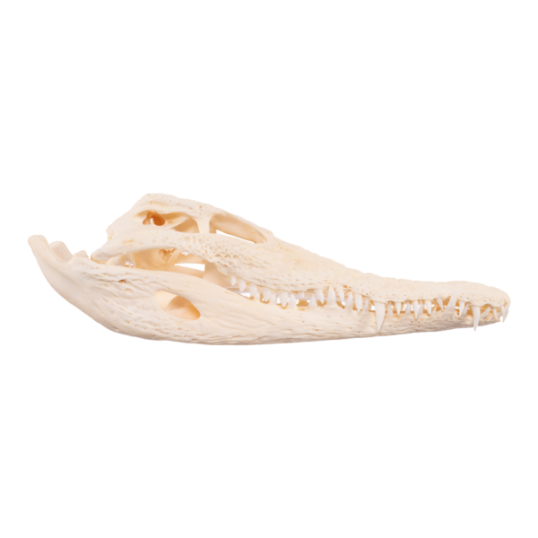 Real Nile Crocodile Skeleton

-26855 - Image 2