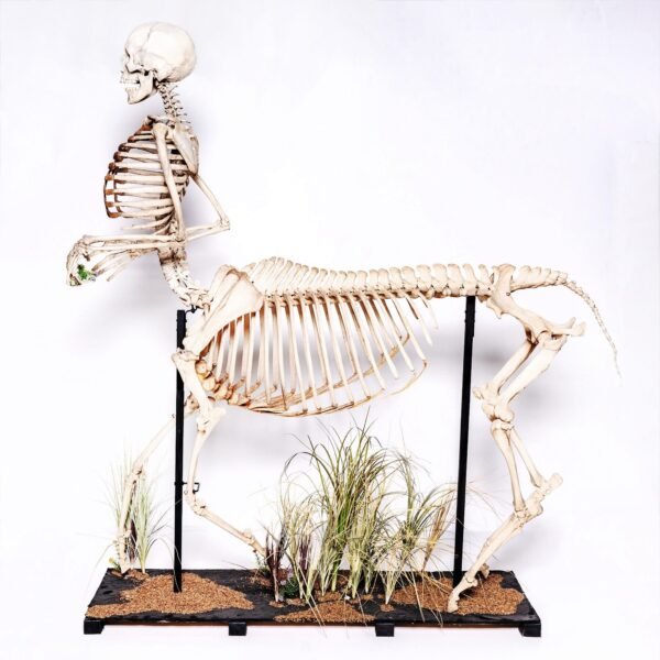 Real "Centaur" Skeleton

28940 - Image 3
