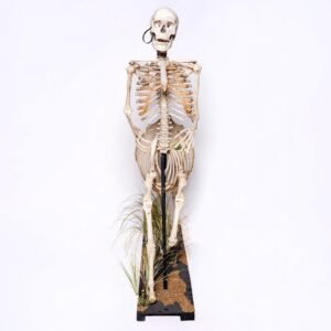 Real "Centaur" Skeleton

28940