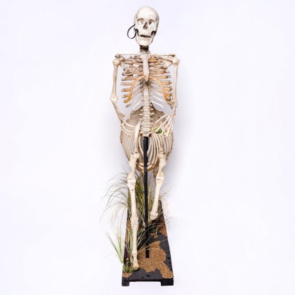 Real "Centaur" Skeleton

28940