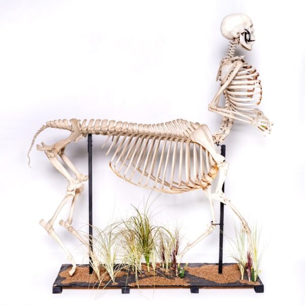 Real "Centaur" Skeleton

28940 - Image 2