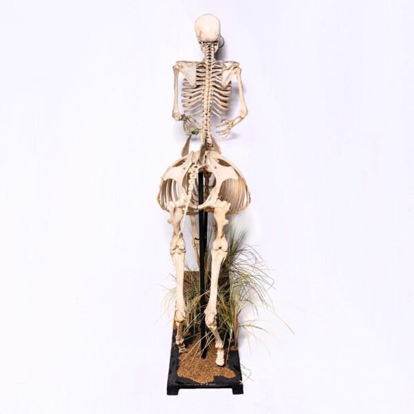 Real "Centaur" Skeleton

28940 - Image 4