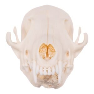 Real Red Fox Skull - Pathology

14852