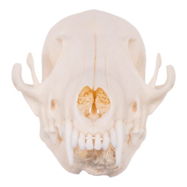 Real Red Fox Skull - Pathology

14852