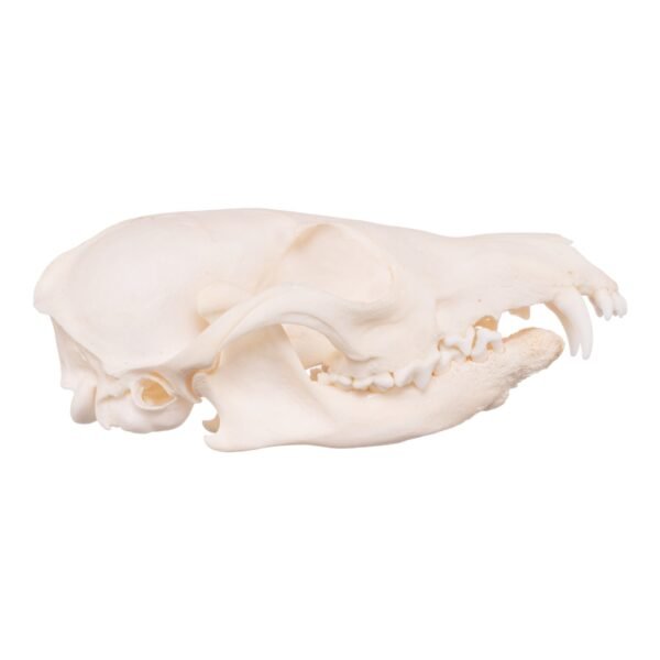 Real Red Fox Skull - Pathology

14852 - Image 2