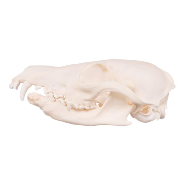 Real Red Fox Skull - Pathology

14852 - Image 3