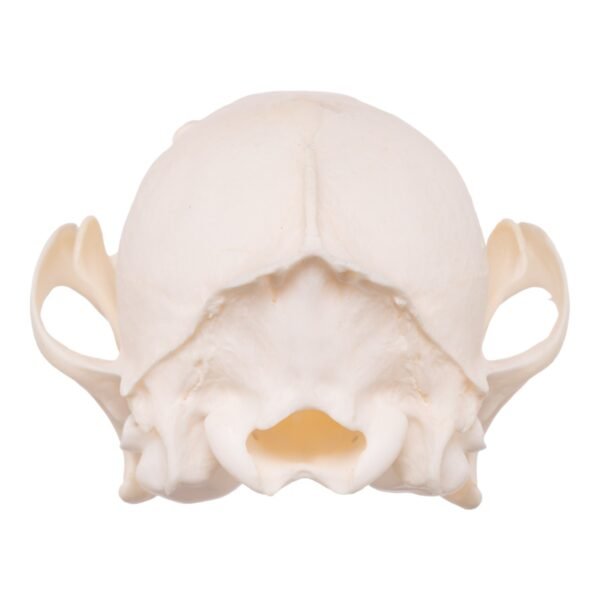 Real Red Fox Skull - Pathology

14852 - Image 4