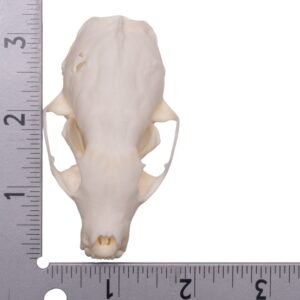 Real American Marten Skull - Pathology
23311