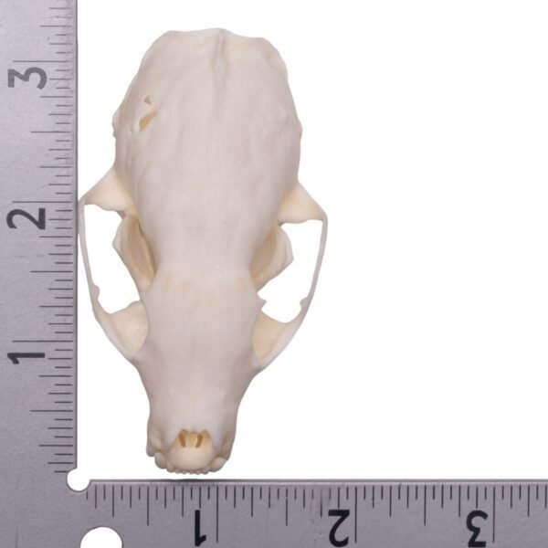 Real American Marten Skull - Pathology
23311