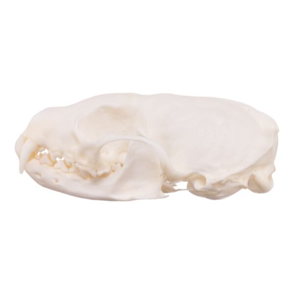 Real American Marten Skull - Pathology
23311 - Image 2