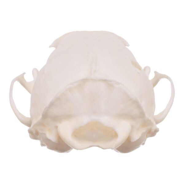 Real American Marten Skull - Pathology
23311 - Image 4