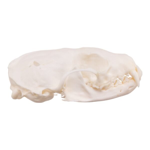 Real American Marten Skull - Pathology
23311 - Image 3