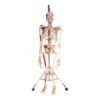 Painted Skeleton - Articulated