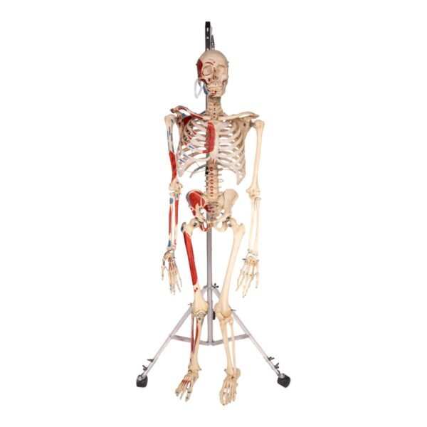 Painted Skeleton - Articulated