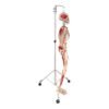 Painted Skeleton - Articulated - Image 2