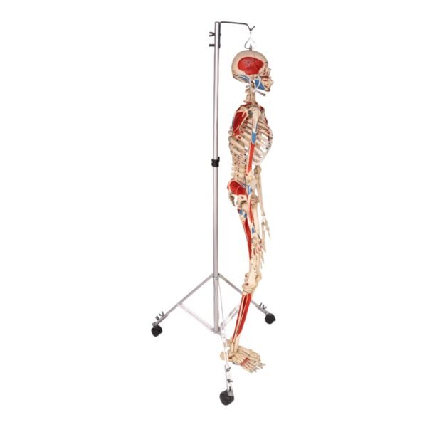Painted Skeleton - Articulated - Image 2