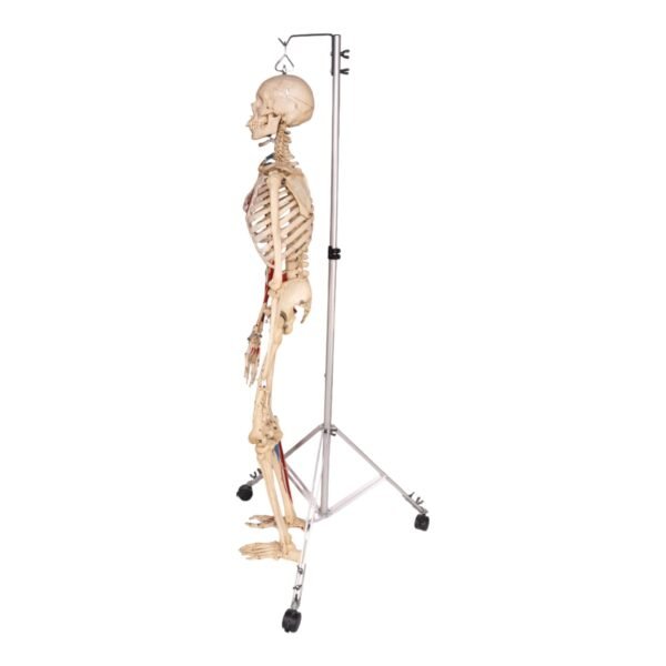 Painted Skeleton - Articulated - Image 3